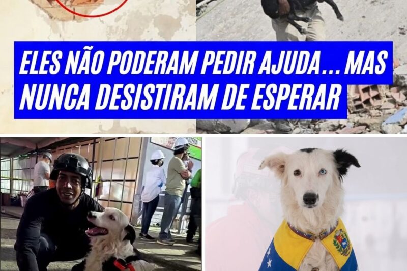 “EU PRECISEI VER PARA ACREDITAR NISSO! O momento em que o cão Tsunami encontra um homem de sessenta anos vivo sob os escombros após três horas de pura tensão emociona os socorristas e mostra o verdadeiro milagre dos heróis de quatro patas!”