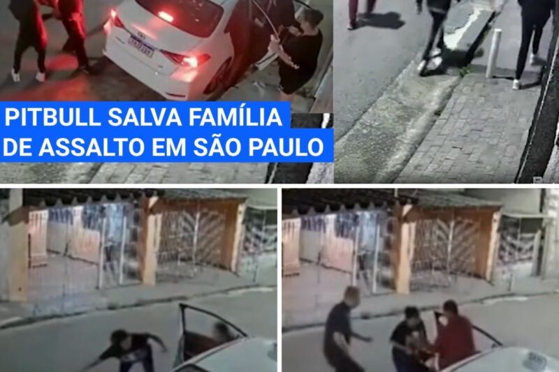 “SOLTA O CACHORRO! SOLTA O PITBULL QUE ESSES VAGABUNDOS VÃO CORRER!”: A Reação Heroica de Mãe Para Salvar Filho Preso em Cadeirinha de Carro Durante Assalt