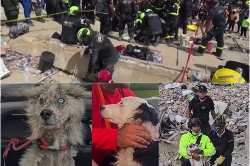 Heróis De Quatro Patas Salvam Vidas Nos Escombros Na Venezuela
